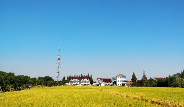 上海新农村