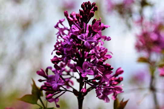 丁香花