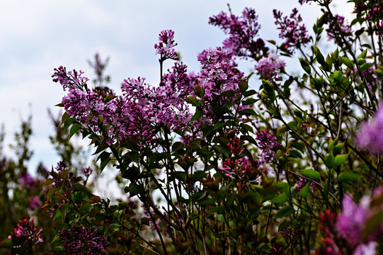 丁香花