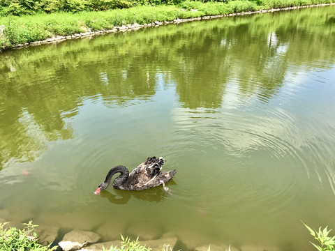 黑天鹅水中捕食