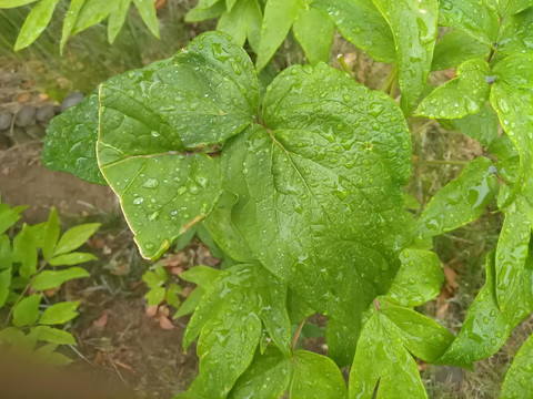 雨中的牡丹叶子