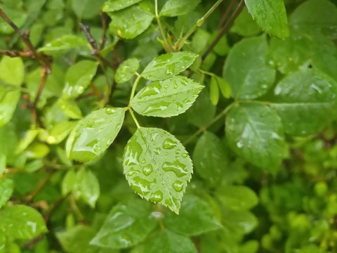 雨中的月季花叶子