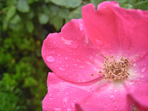 雨中的月季花特写