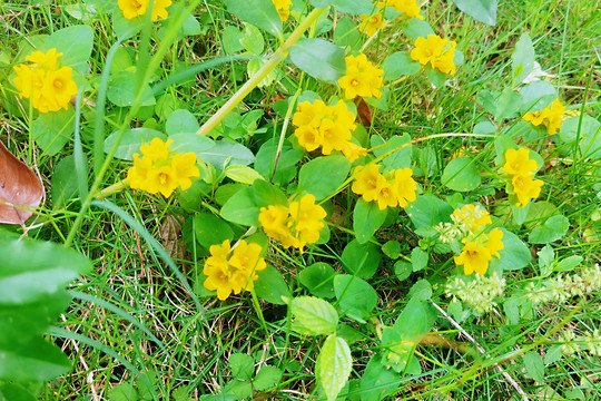 小黄花