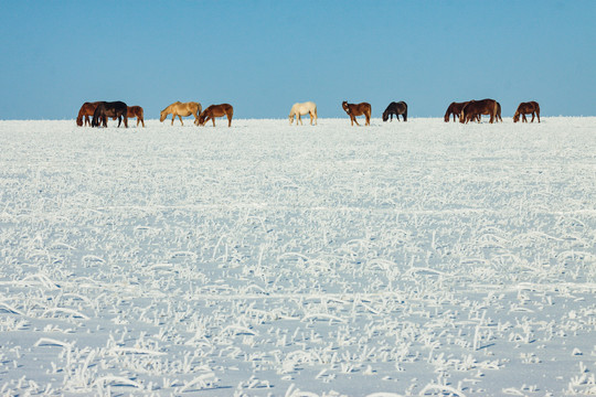 冬季草原马群吃草