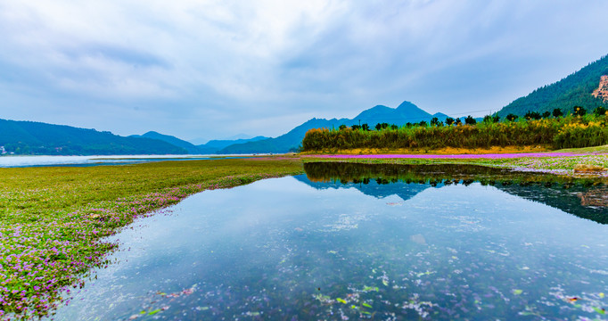 远山湖泊蓼子花海