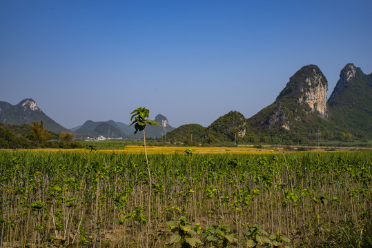 乡村风光稻田风景