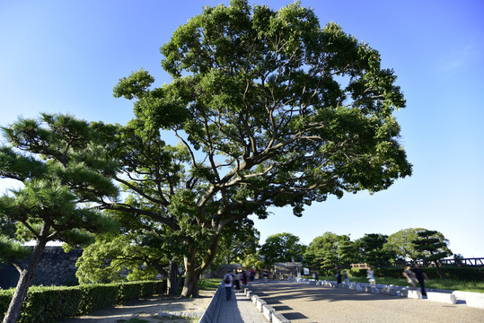 蓝天与绿树