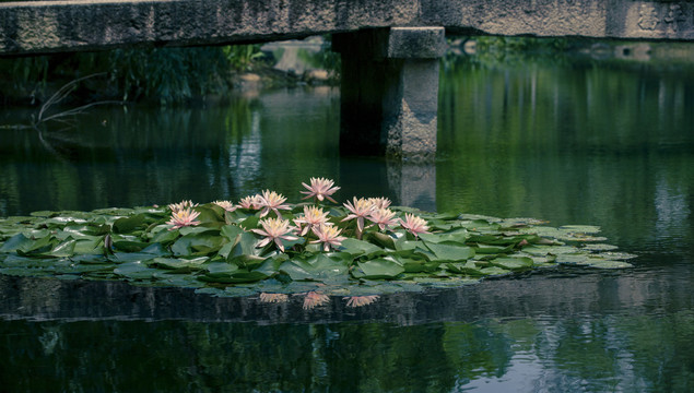 睡莲背景