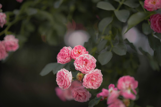 浪漫蔷薇花