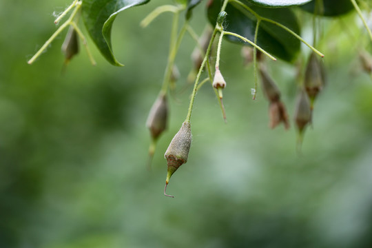 秤锤树果