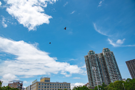 渔人码头广场上空的飞鹰