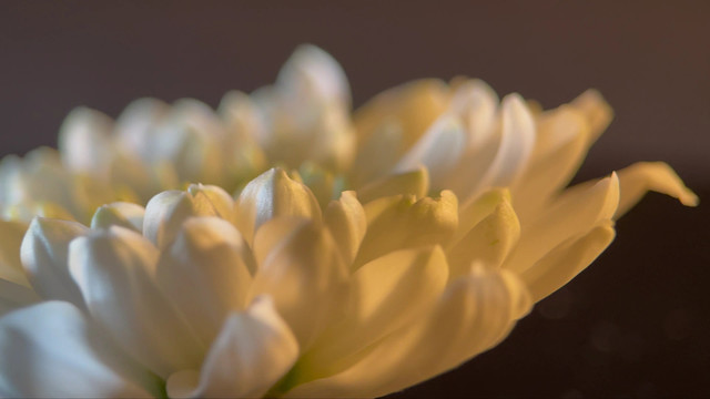 盛开的鲜花祭祀白菊花