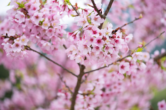 樱花梅花桃花