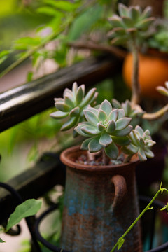 沙生植物多肉盆栽