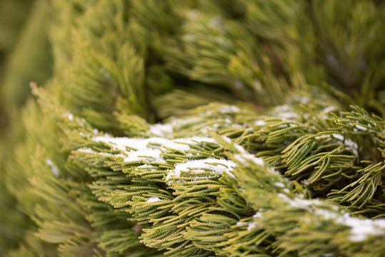 白雪松树枝