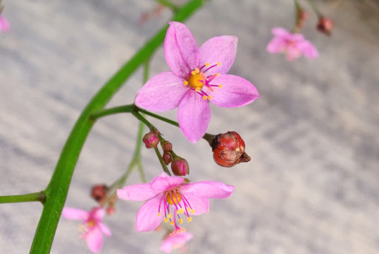 土人参花