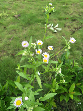 野外小菊花