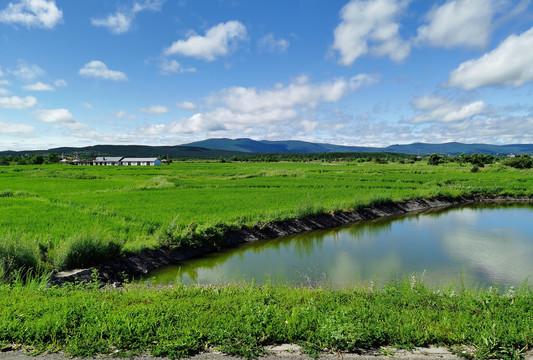 绿色沃野