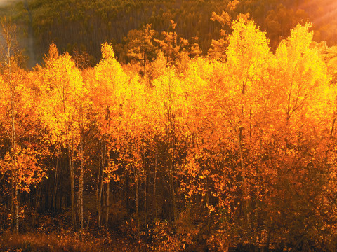 秋季清晨逆光金色树林
