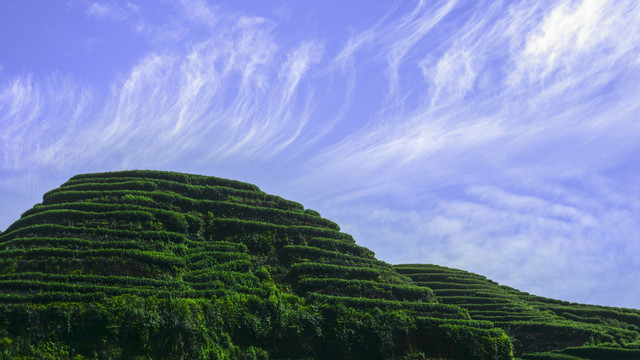 雅安蒙山茶