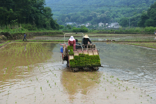 機(jī)械插秧
