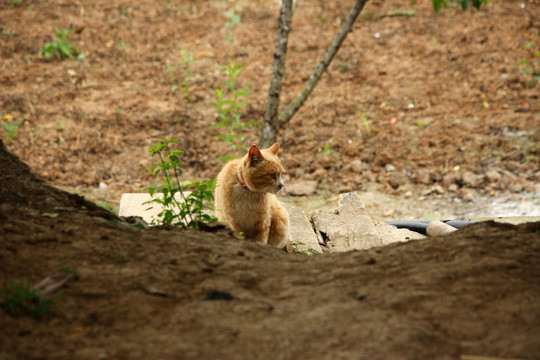 猫咪