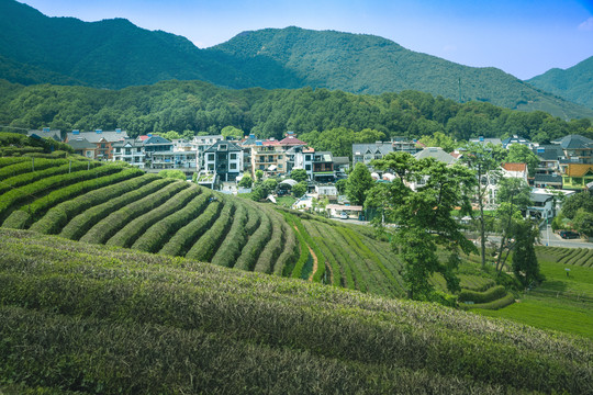 杭州龙坞茶村