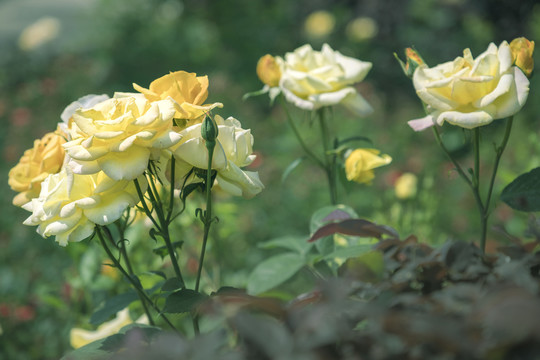 黄月季花