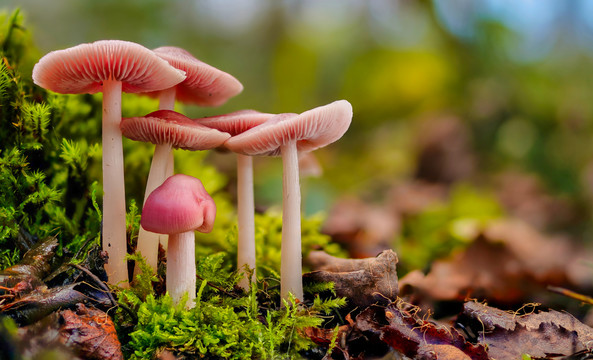 菌类与蘑菇