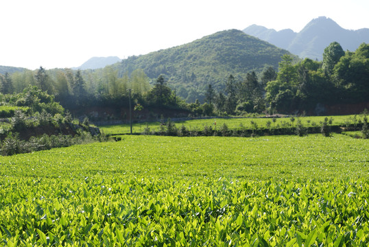 云上茶园实景