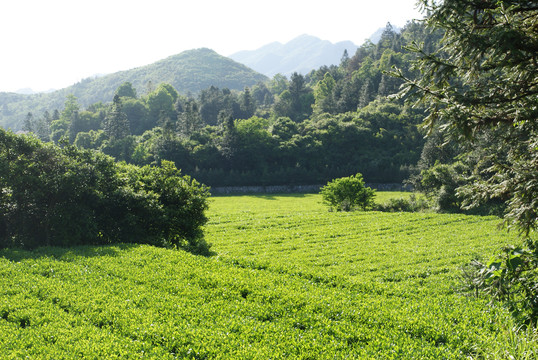 云上茶园实景