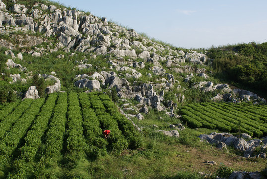 云上茶园实景