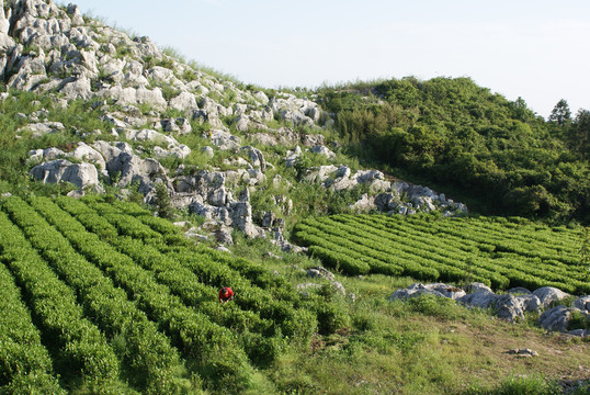 云上茶园实景