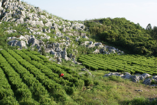 云上茶园实景