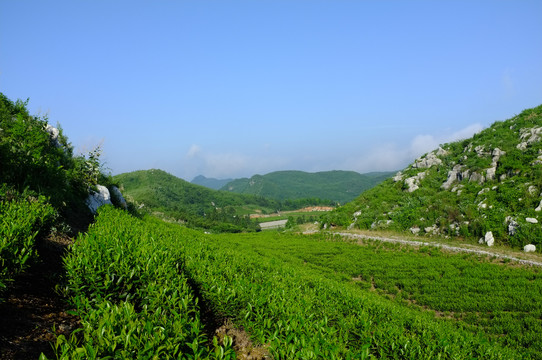 云上茶园实景