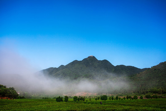 云上茶园实景