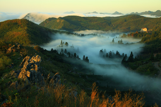 云上茶园实景