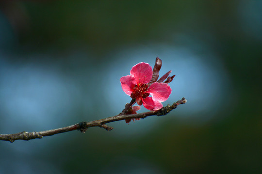 碧桃花