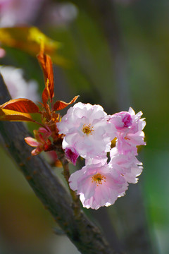 樱花