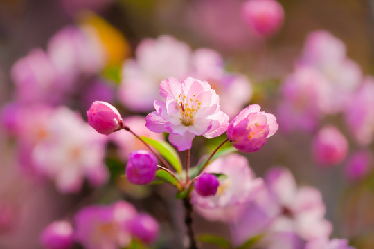 娇美的海棠花