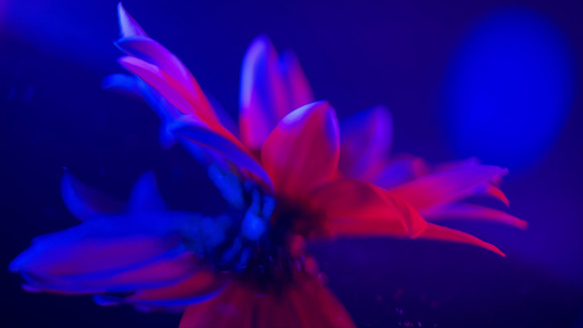 红蓝光鲜花摄影雏菊非洲菊