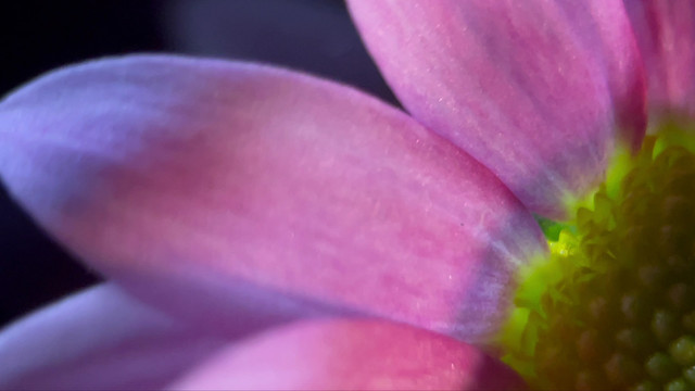 特写雏菊非洲菊