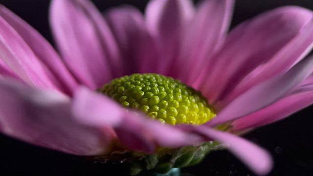 微距鲜花厨具非洲菊花蕊花粉