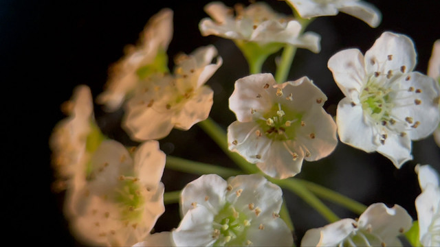 鲜花摄影微距铁线菊