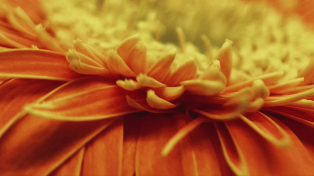 特写橘黄色橙黄色非洲菊