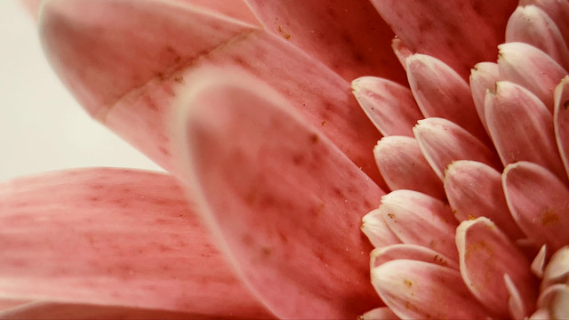 微距粉色非洲菊雏菊