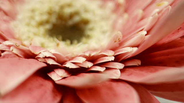 微距粉色非洲菊雏菊