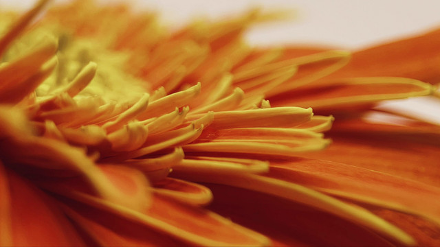 微距橘黄色雏菊
