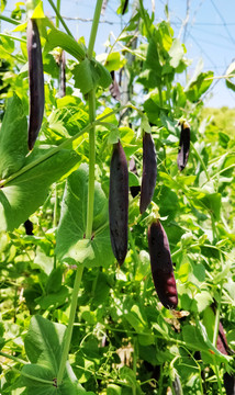 紫黑色荷兰豆